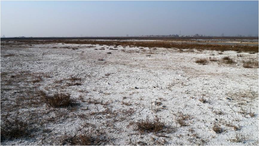 分省院对大荔合阳盐碱地进行实地调研-中国科学院西安分院