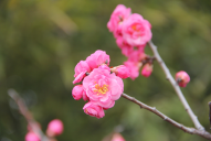 西安植物园冬季梅花展开幕