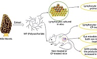 陕西省微生物研究所在真菌多糖药用价值研究领域取得进展