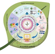 陕西省西安植物园研究团队发表空间多组学推动药用植物次生代谢研究综述