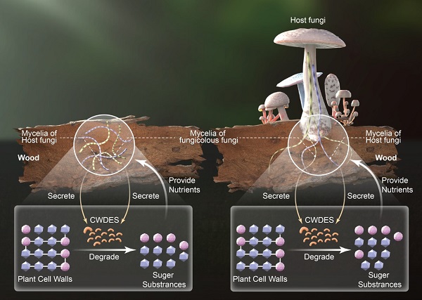 陕西省微生物所在大型真菌菌栖菌生物多样性研究方面取得重要进展