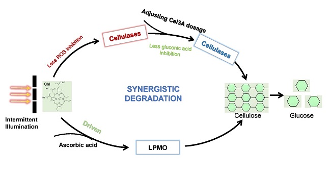 陕西省生物农业研究所团队成功建立高效光驱动纤维素酶催化降解体系