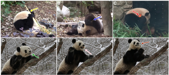 New Scientist等报道陕西省动物研究所关于首次提供大熊猫使用自我指向工具的新证据研究