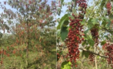 山桐子重点实验室获正式批复