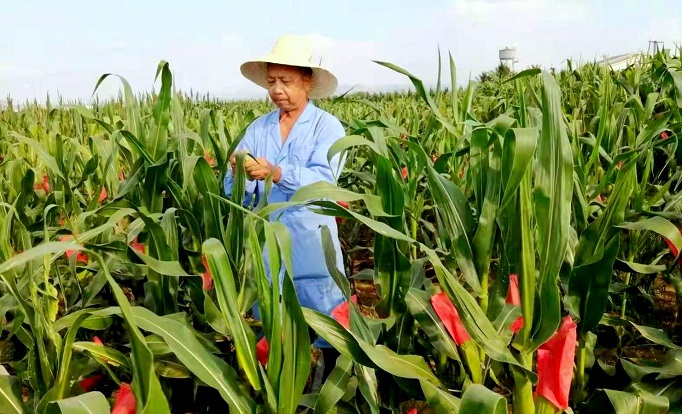 育种专家的新春心愿③ | 窦秉德：让鲜食玉米成为致富产业