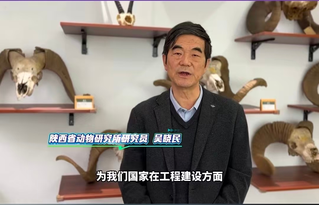 【起点新闻】从7万只到30多万只 陕西力量守护藏羚羊20多年 最新研究成果为全球濒危物种保护提供中国方案