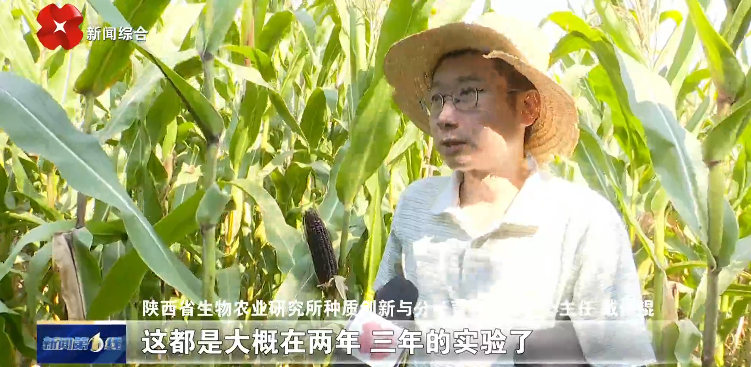 【原点新闻】十年过审九品种 陕西玉米闯全国