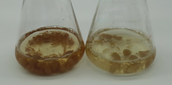 陕西省微生物研究所在羊肚菌菌种退化分子机制研究方面取得重要进展