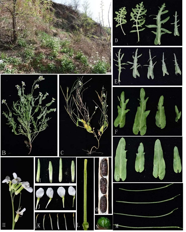 《陕西植物志》编写团队发表诸葛菜属一新种