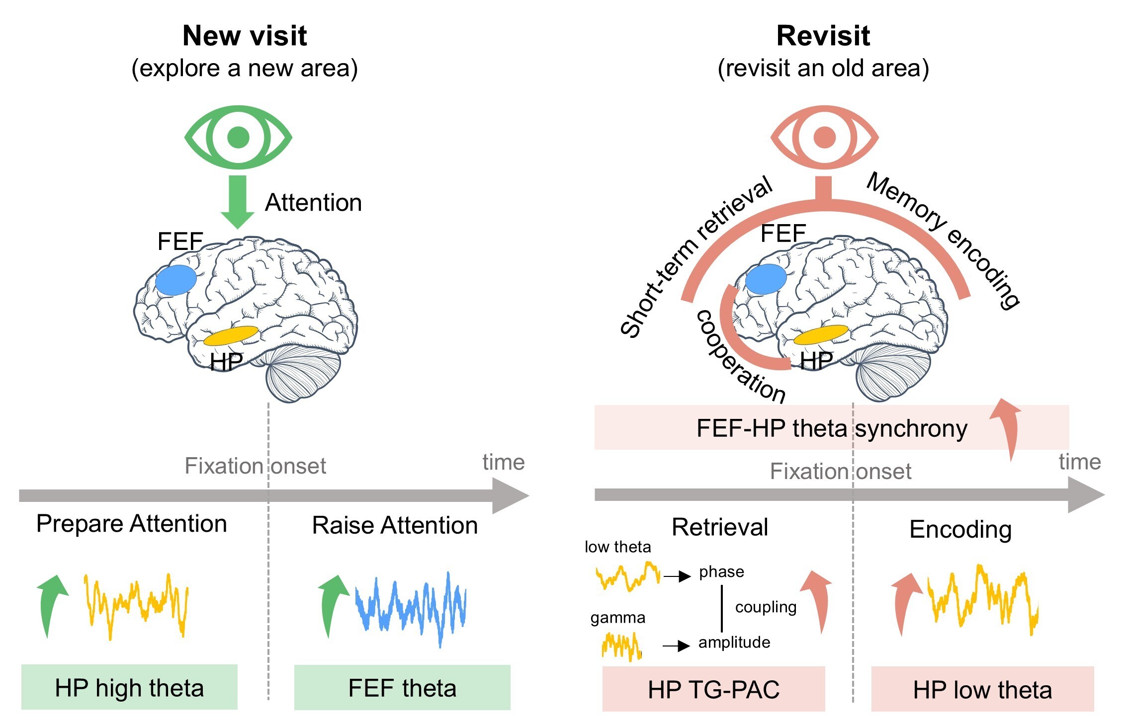 西安光机所在医学时序信号处理与脑机接口领域取得进展